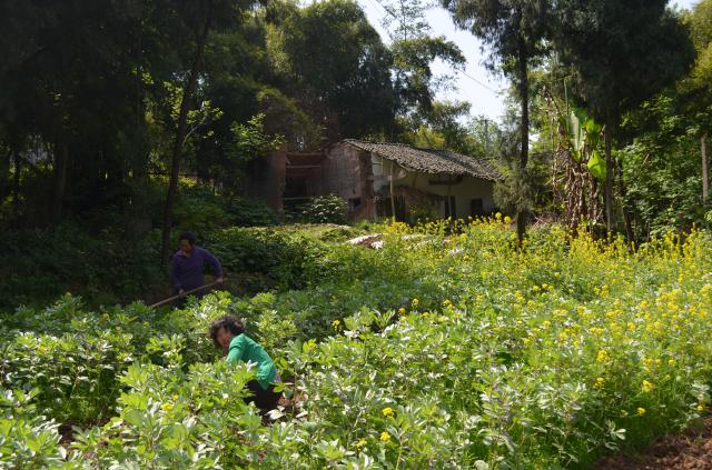 erbsenfeld vor altem haus